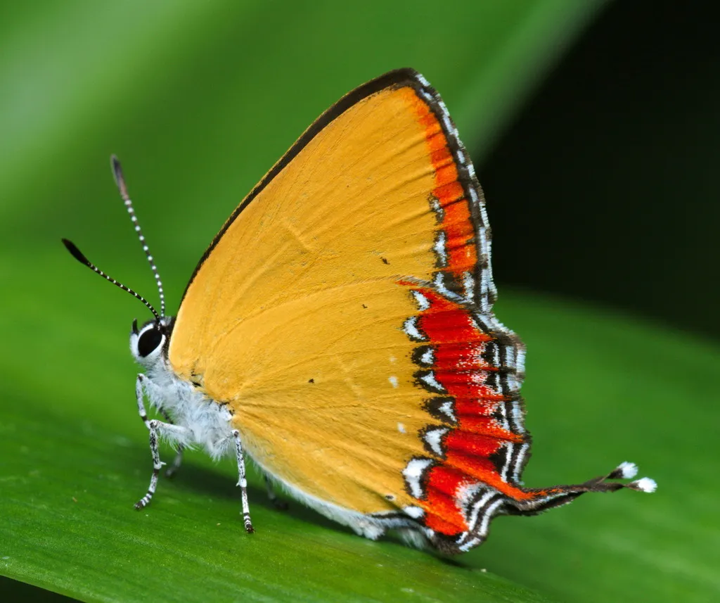 Blues, Coppers, Hairstreaks, Harvesters - photo 2
