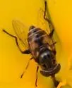 Lycastrirhyncha nitens - photo 2