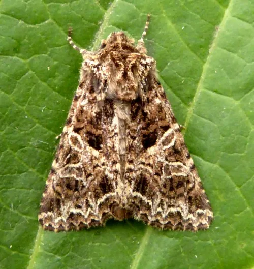 The Lychnis - photo 2