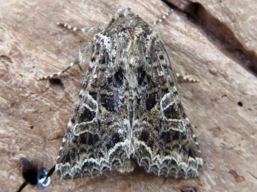The Lychnis - photo 3