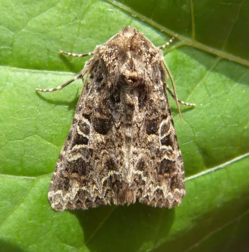 The Lychnis - photo 4