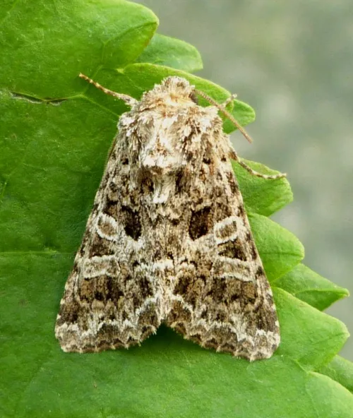 The Lychnis - photo 5