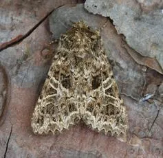 The Lychnis - photo 6