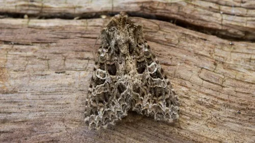 The Lychnis - photo 8