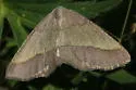 Lychnosea helveolaria - Hodges#6857