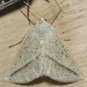 Lychnosea intermicata - Hodges#6858 - Lychnosea intermicata