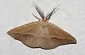 Lychnosea intermicata - Hodges#6858 - photo 2