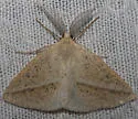 Lychnosea intermicata - Hodges#6858 - photo 3