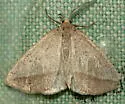 Lychnosea intermicata - Hodges#6858 - photo 4