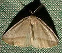Lychnosea intermicata - Hodges#6858 - photo 5