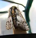 Twilight Moth - Hodges#6653