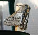 Twilight Moth - Hodges#6653 - photo 2