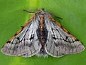 Twilight Moth - Hodges#6653 - photo 3