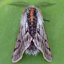 Twilight Moth - Hodges#6653 - photo 4