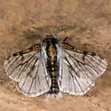 Twilight Moth - Hodges#6653 - photo 5