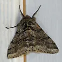 Stout Spanworm Moth - Hodges#6651 - photo 3