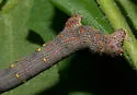 Stout Spanworm Moth - Hodges#6651 - photo 4