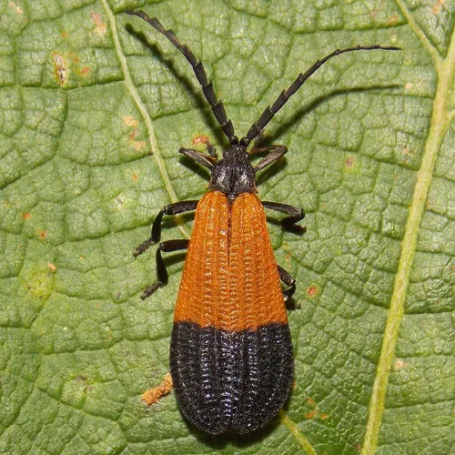 Net-winged Beetles - photo 2