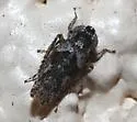 Lycioides condalianus - photo 2