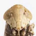 Lycioides loculatus - photo 4