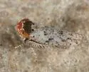 Lycioides lycioides