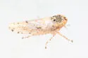Lycioides mohavensis