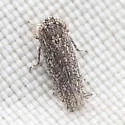 Lycioides ursinus - photo 2