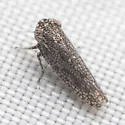 Lycioides ursinus - photo 3