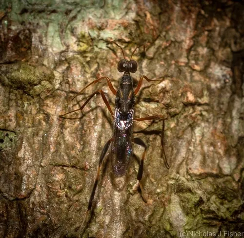Lyciscidae - Lyciscidae