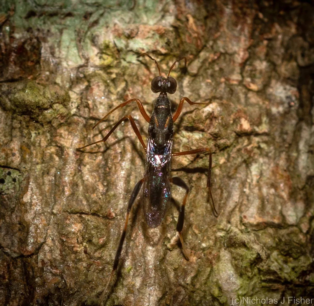Lyciscidae - photo 3