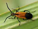 Lycochoriolaus lateralis - Lycochoriolaus lateralis
