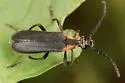 Lycochoriolaus lateralis - photo 2