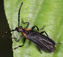 Lycochoriolaus lateralis - photo 3
