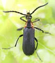 Lycochoriolaus lateralis - photo 4