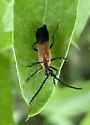 Lycochoriolaus lateralis - photo 5