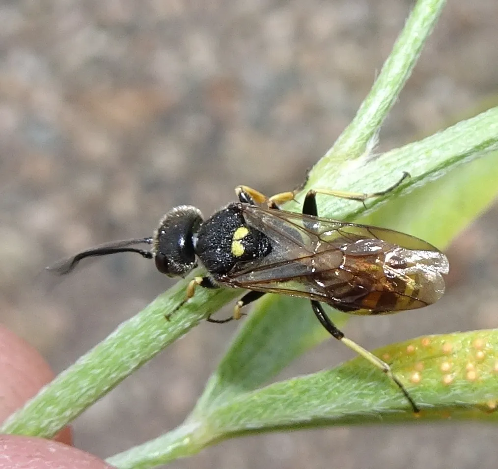 Lycogaster pullata - photo 3