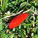 Lycomorpha fulgens - Hodges#8085