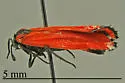 Lycomorpha fulgens - Hodges#8085 - photo 2