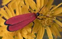 Lycomorpha fulgens - Hodges#8085 - photo 4