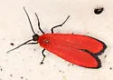 Lycomorpha fulgens - Hodges#8085 - photo 5