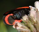 Lycomorpha regulus - Hodges#8084 - photo 3