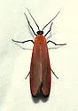 Lycomorpha regulus - Hodges#8084 - photo 4