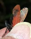 Lycomorpha regulus - Hodges#8084 - photo 5