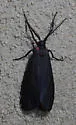 Lycomorpha splendens - Hodges#8086
