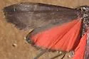 Lycomorpha splendens - Hodges#8086 - photo 2