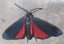 Lycomorpha splendens - Hodges#8086 - photo 4