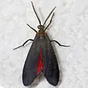 Lycomorpha splendens - Hodges#8086 - photo 5