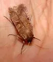 Lycophotia Moth - Hodges#11010