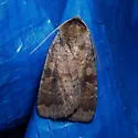 Lycophotia Moth - Hodges#11010 - photo 2