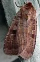 Lycophotia Moth - Hodges#11010 - photo 3